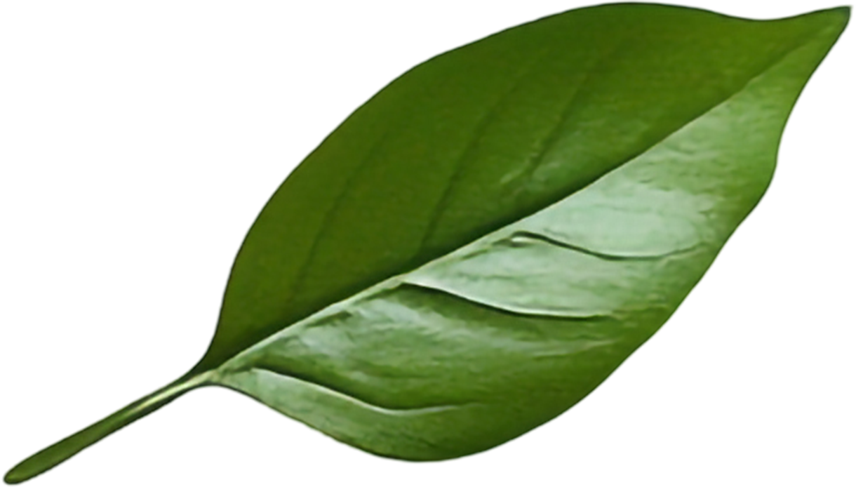 Leaf